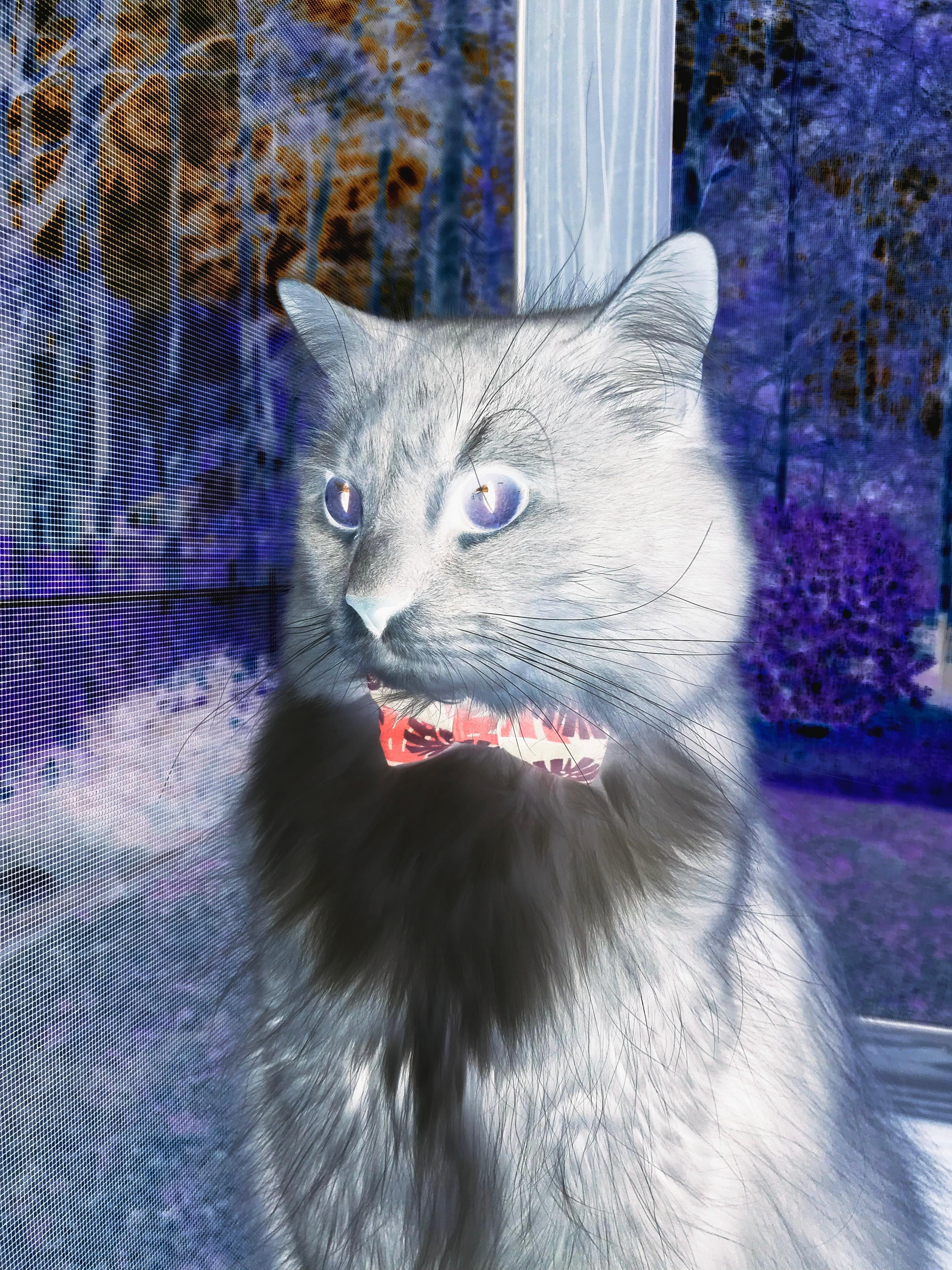 黎明前的红白交响曲，孔德三度闪耀导演克罗地亚奇迹逆转