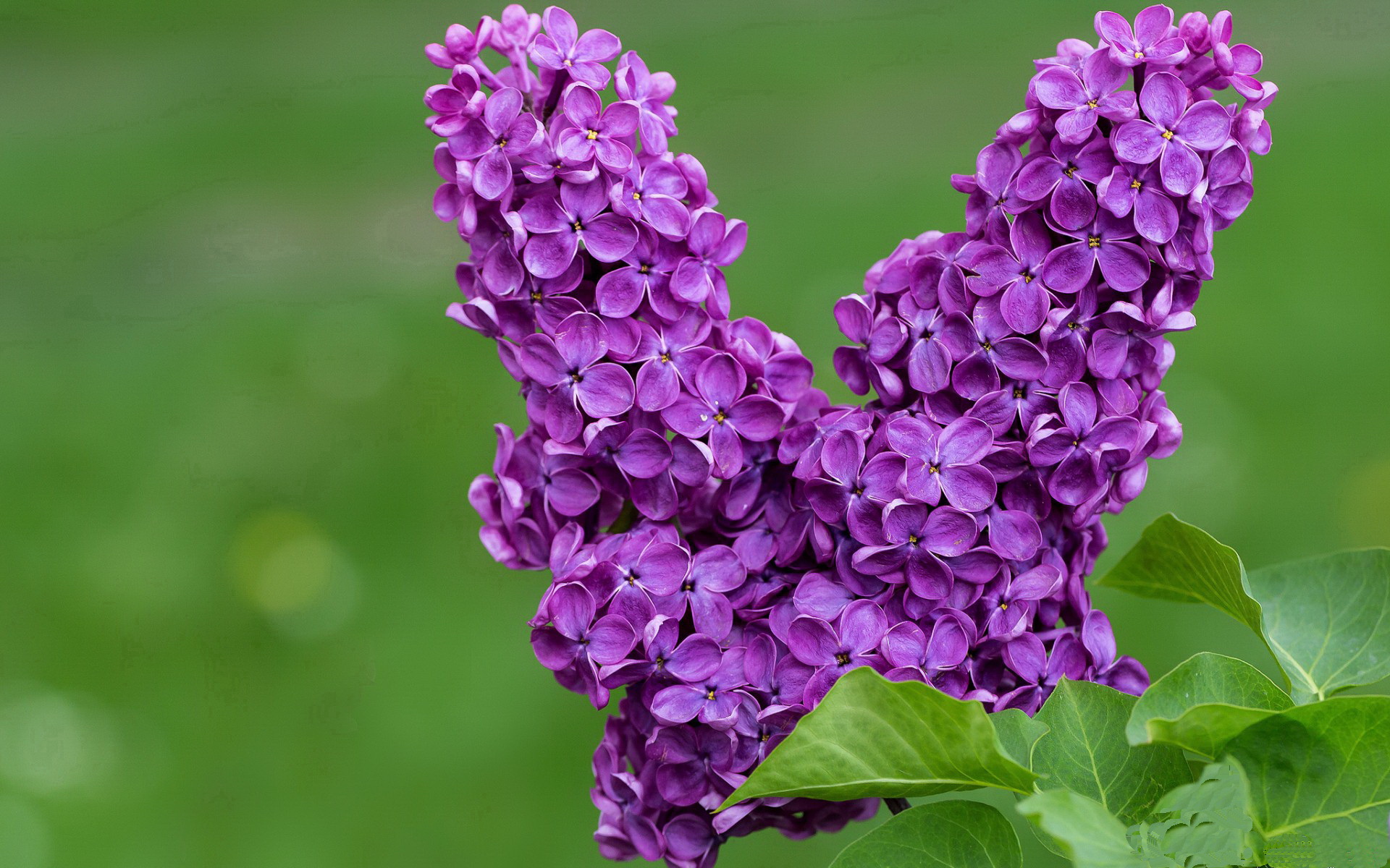 破晓吞没黄昏，当葡萄牙的白色风暴压垮罗马的最后一抹余晖