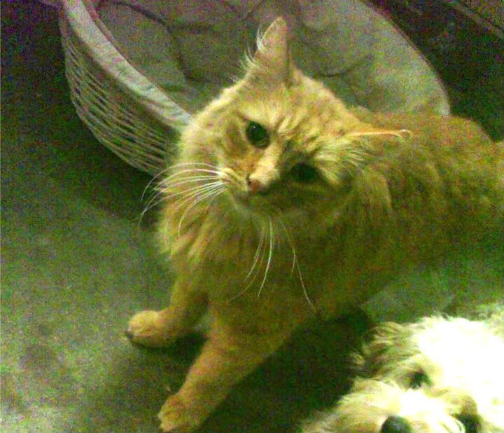 盐湖城熔炉中的尘世曙光,利拉德破纪录之夜