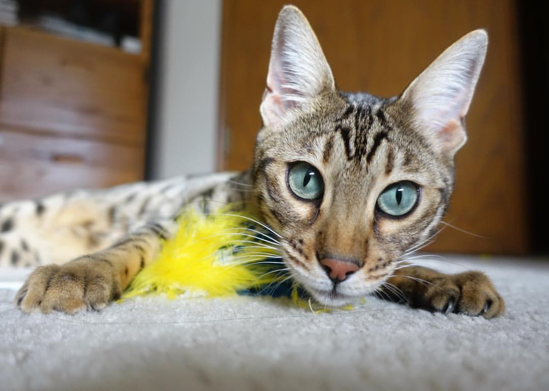 绿鹰风暴，当阿尔及利亚以最不合理的方式强行终结巴拉圭，孔德就是大场面唯一解