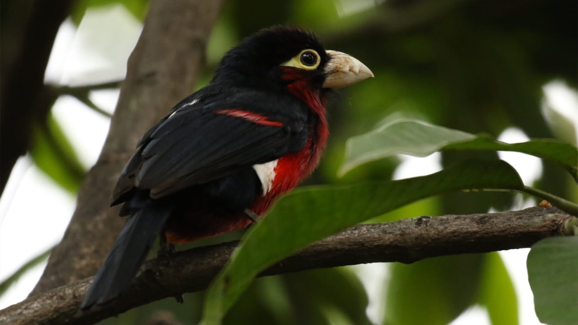 唯一性传奇，热火掀翻奇才与欧文抢七接管比赛