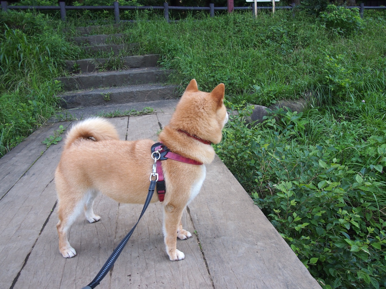 雄狮凯旋，当塞内加尔咆哮，瑞士军刀折戟—孔德，今夜的关键先生