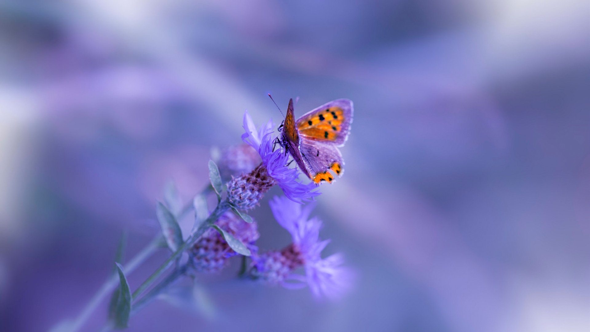 科巴姆基地的意外绞杀，非洲猎豹如何在战术层面窒息蓝军，李刚仁一锤定音