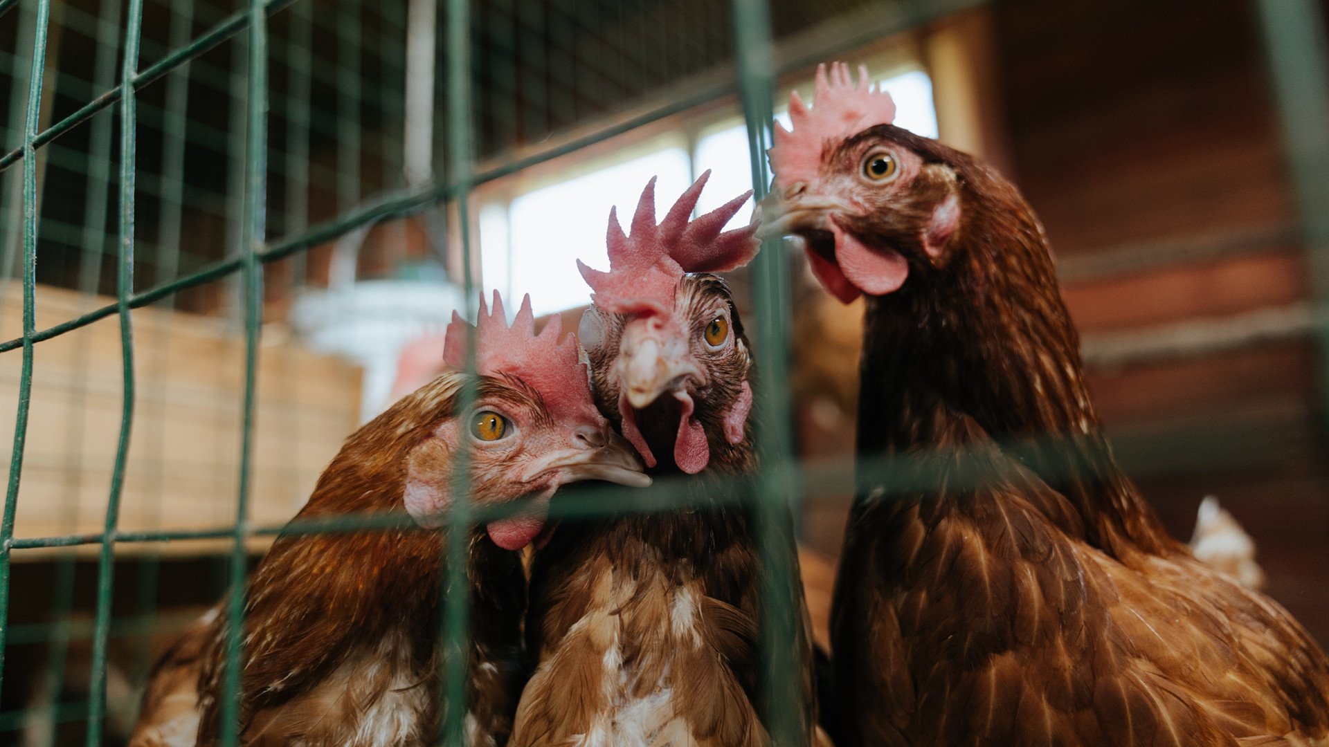 魔术与鹈鹕的加时鏖战,字母哥跨界演出定乾坤