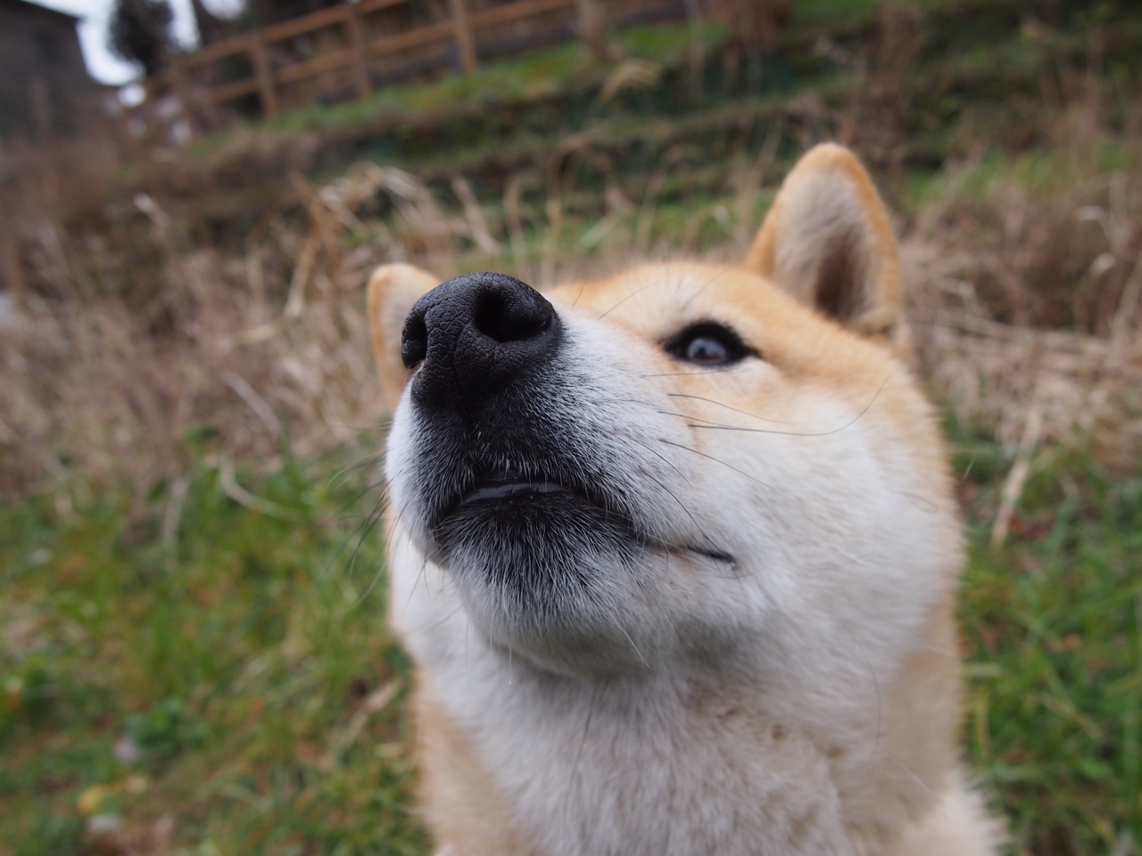 天赋巨塔与精密齿轮，德里赫特爆发背后，日本防守哲学如何锁死挪威