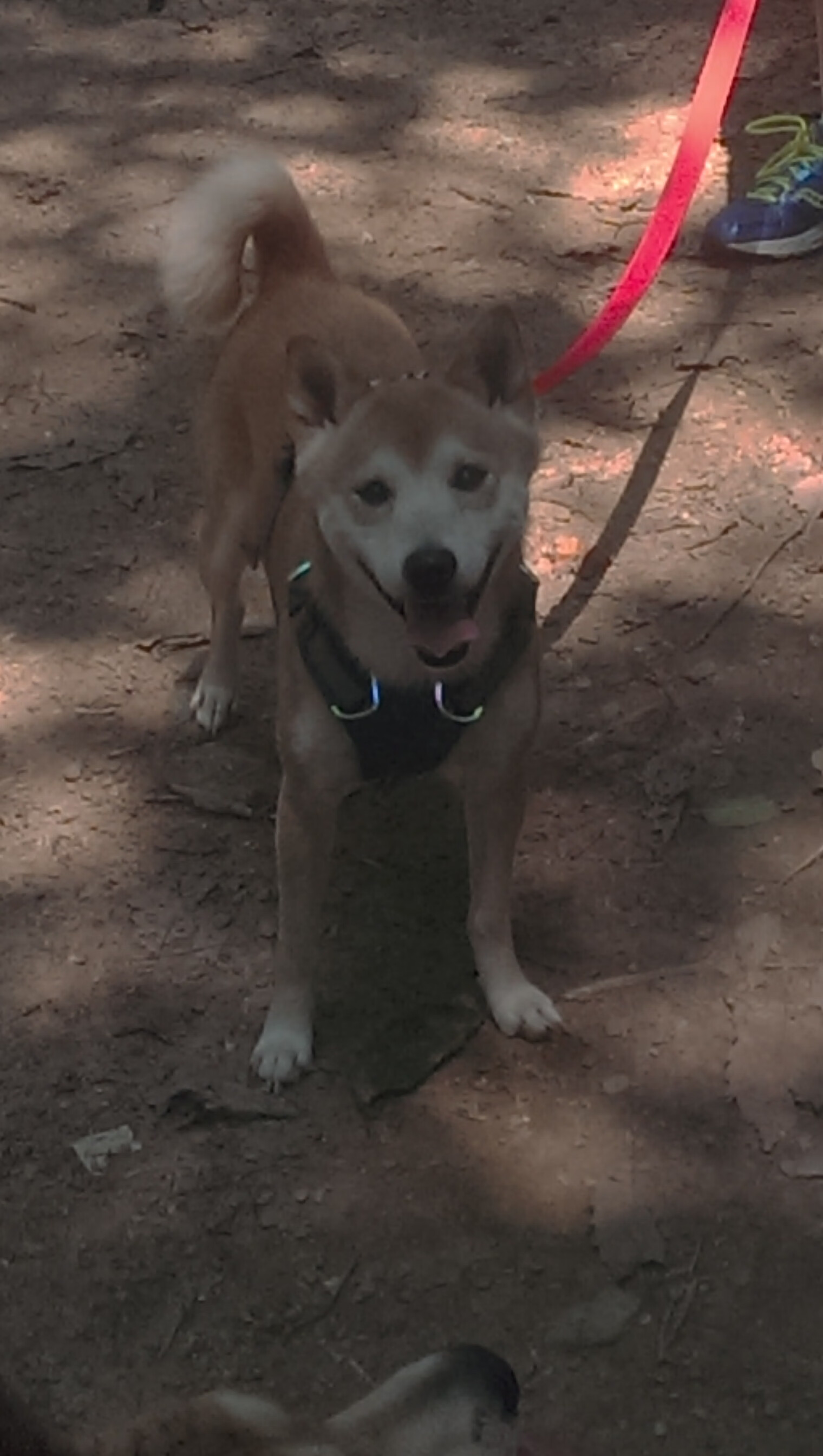 唯一性之战，德国战车正面击溃雷恩，阿劳霍闪耀全场成关键先生