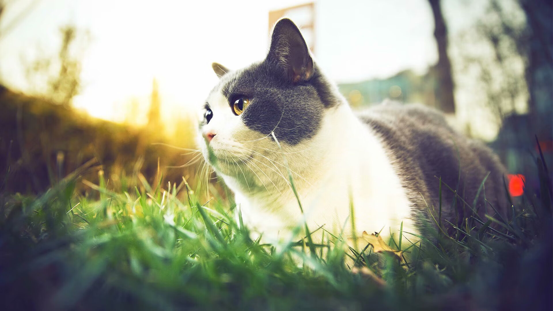 坚盾与风暴，阿坎吉无处不在，皇马席卷土耳其之夜