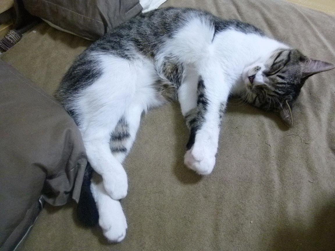 坚盾与风暴，阿坎吉无处不在，皇马席卷土耳其之夜