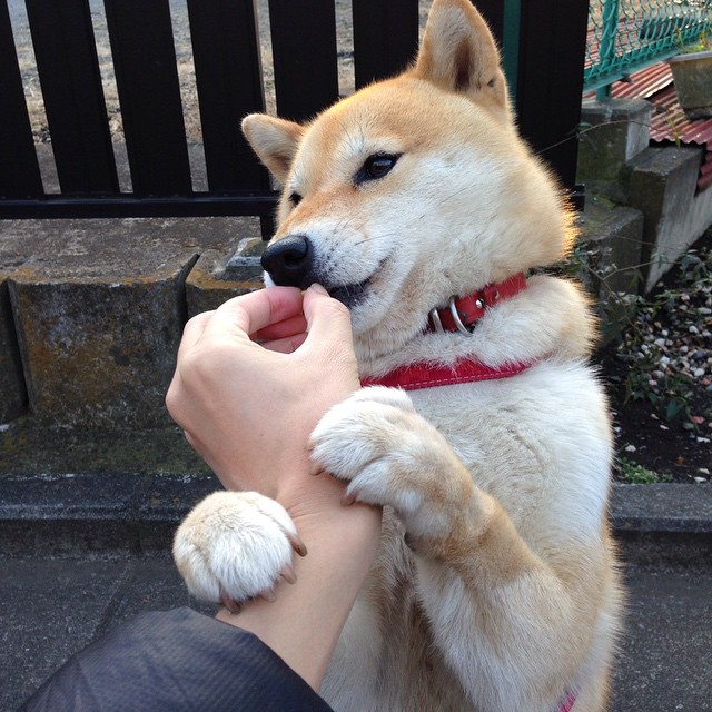 冠军级表现！杰伦格林助雷霆淘汰吉林队